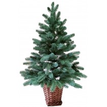 Ялина лита блакитна 0,9 м у горщику з лози